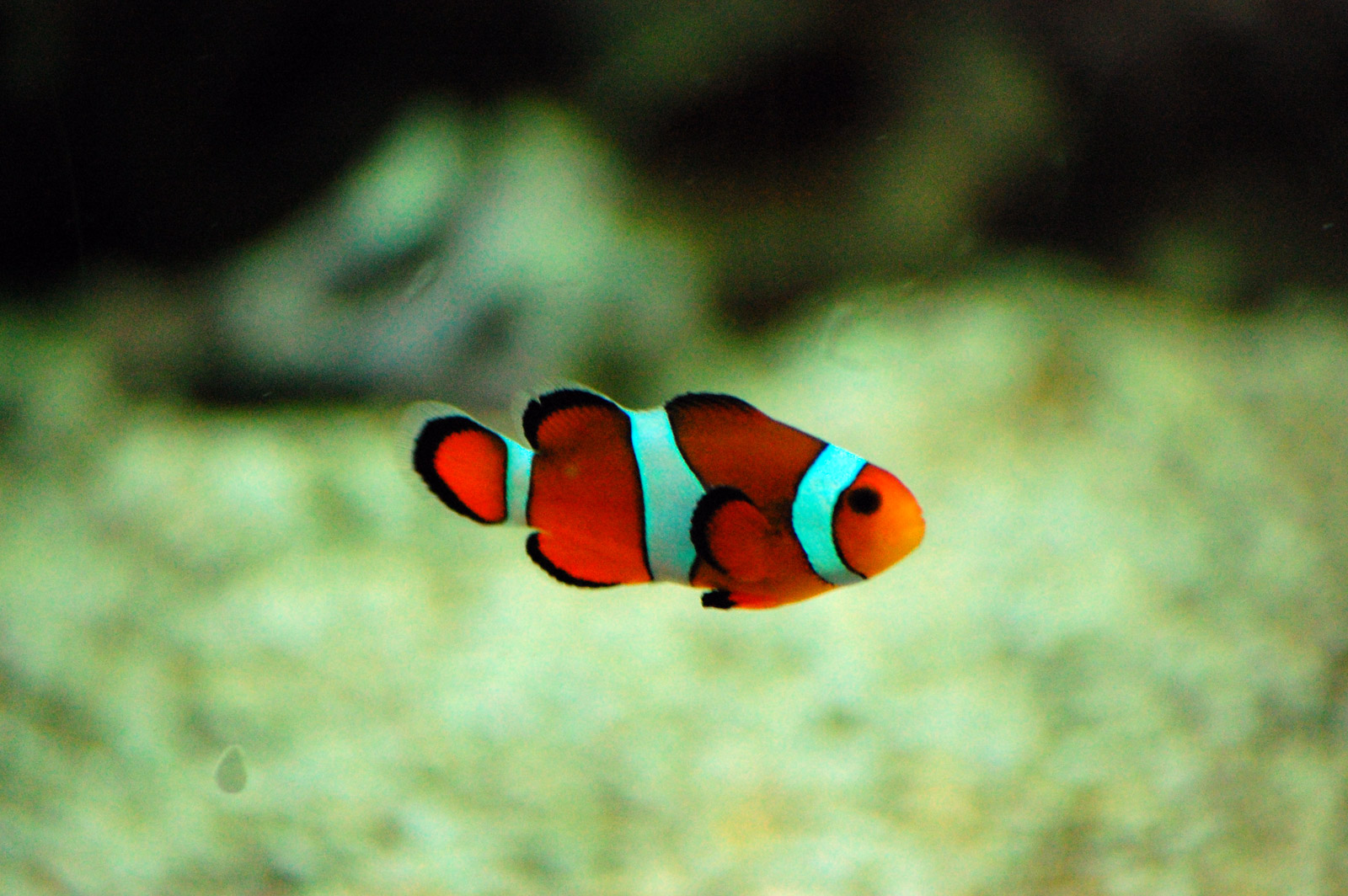 Clownfish клоун